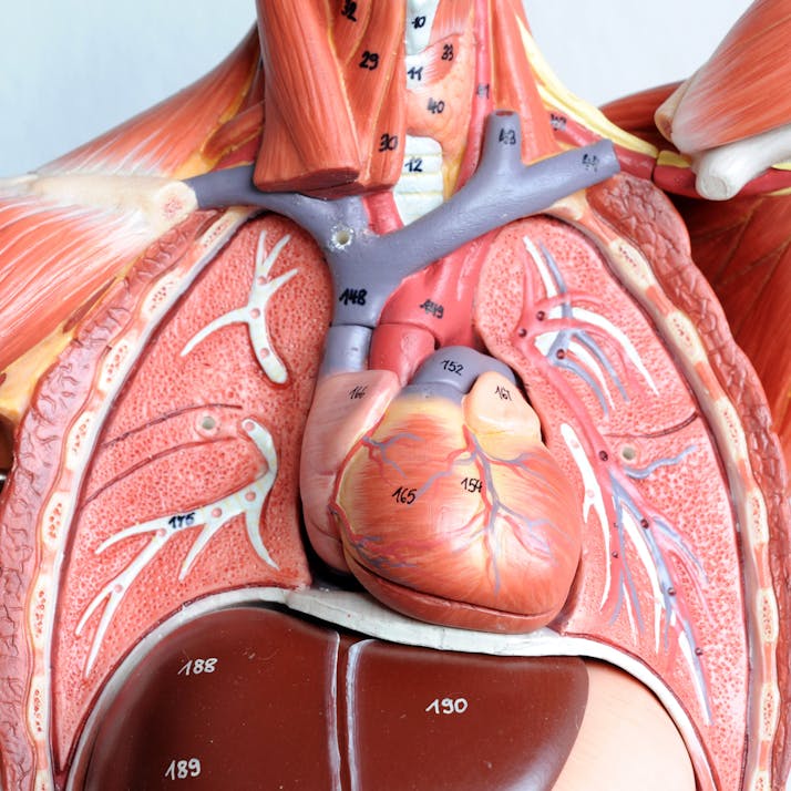 I'm an Organ Donor and You Should Be, Too