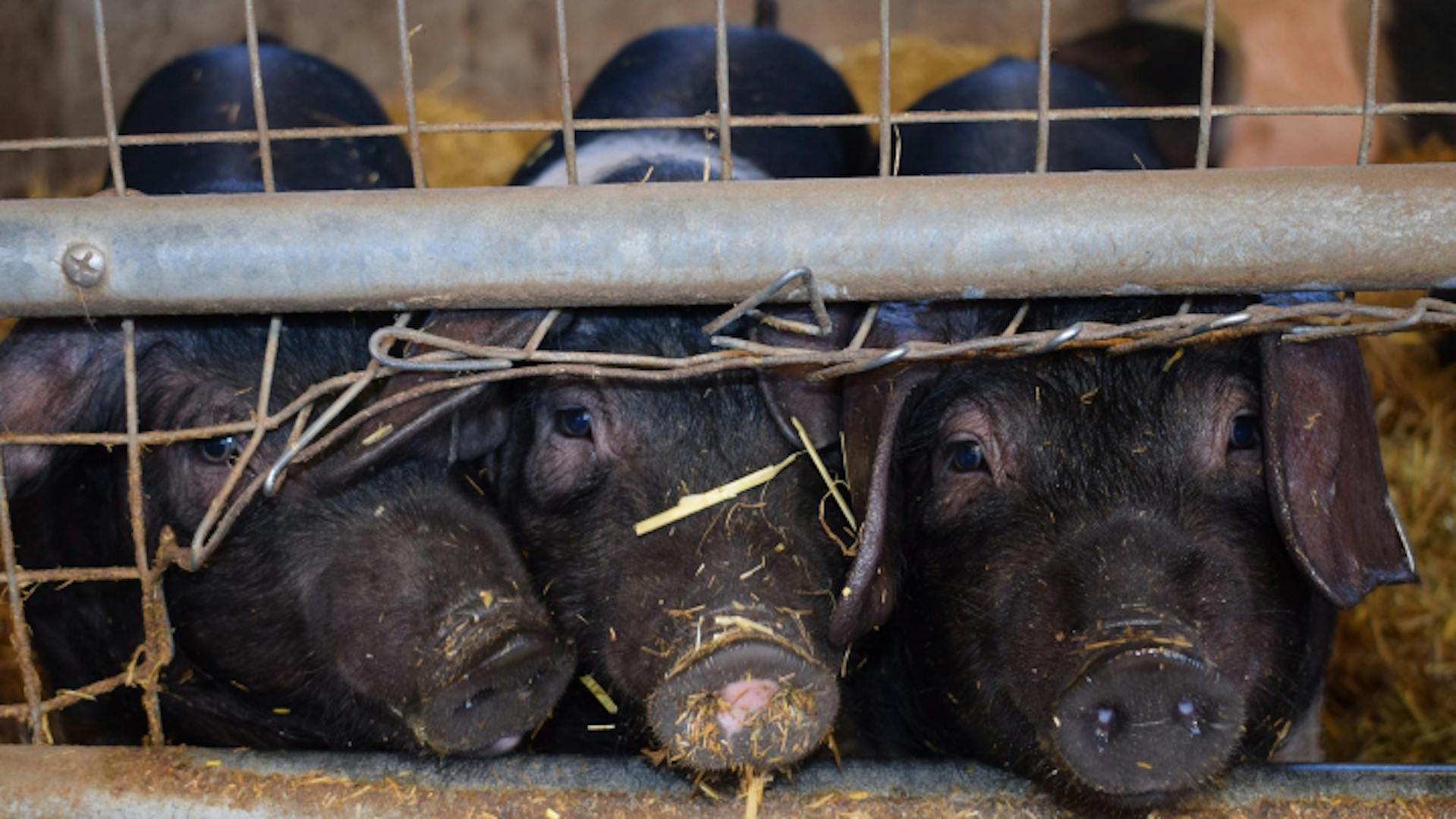 Pigs peek out from under a fence