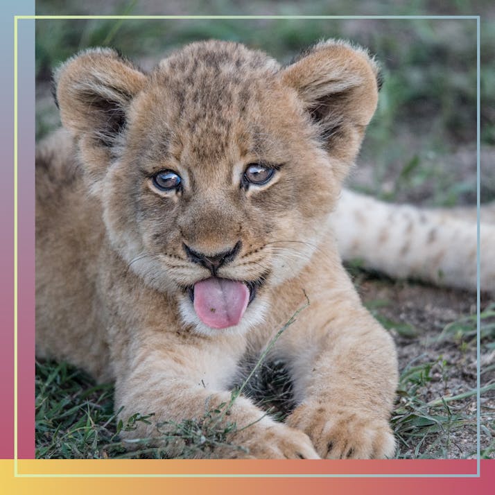 My Life Was Miserable Until I Escaped to Care for Lions in Zimbabwe