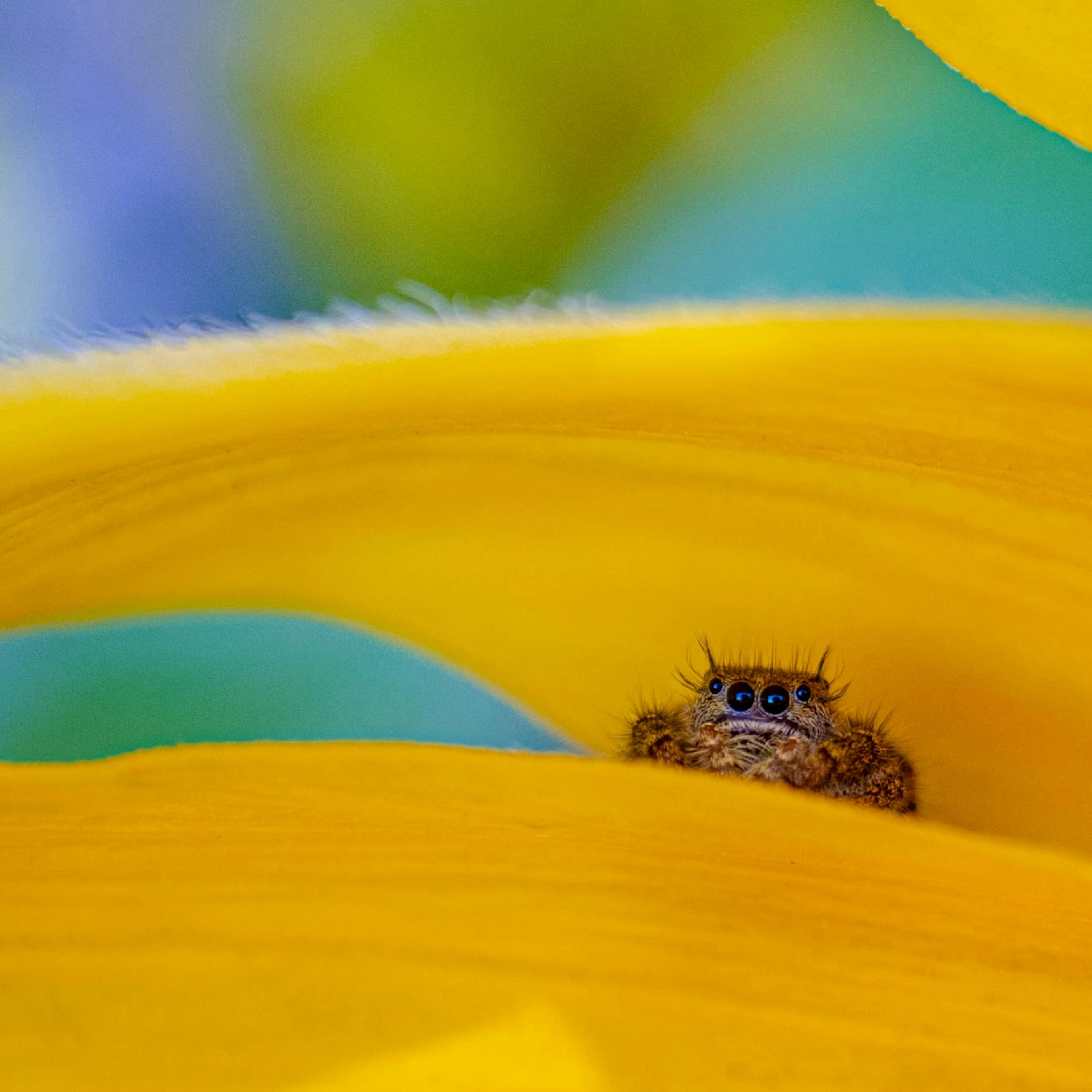 A friendly spider in a tropical flower in Hawaii.