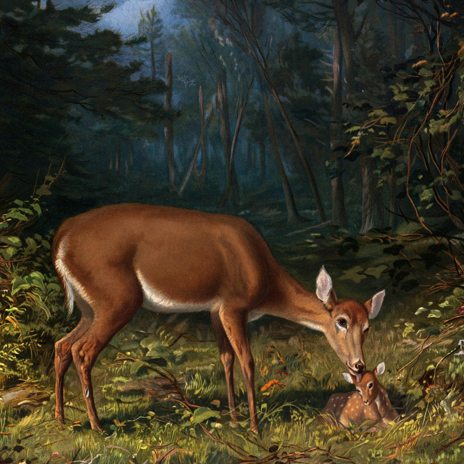 Deer