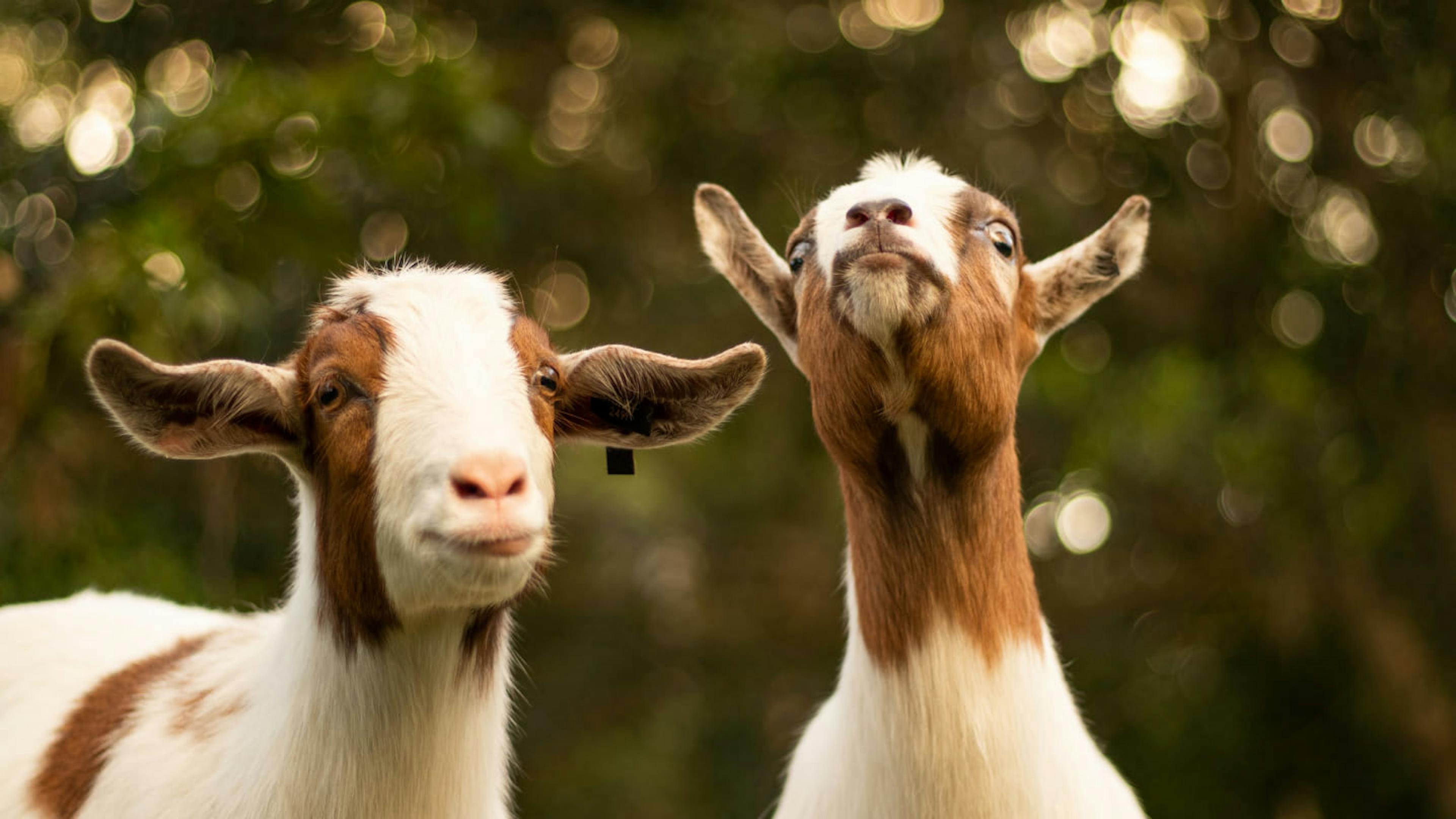 Two goats mugging for the camera.