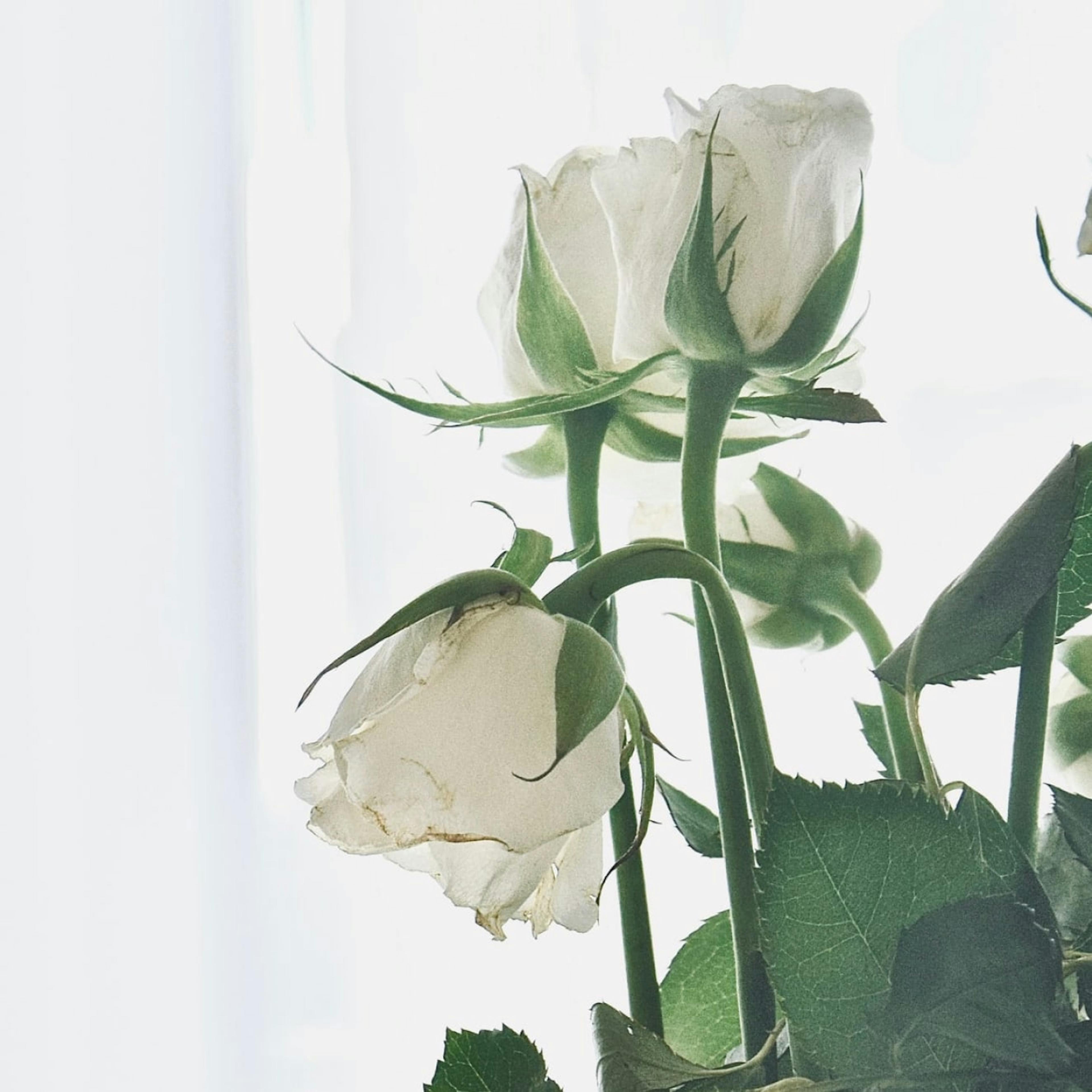 Flowers are hardly enough to thank someone for giving you the gift of life.