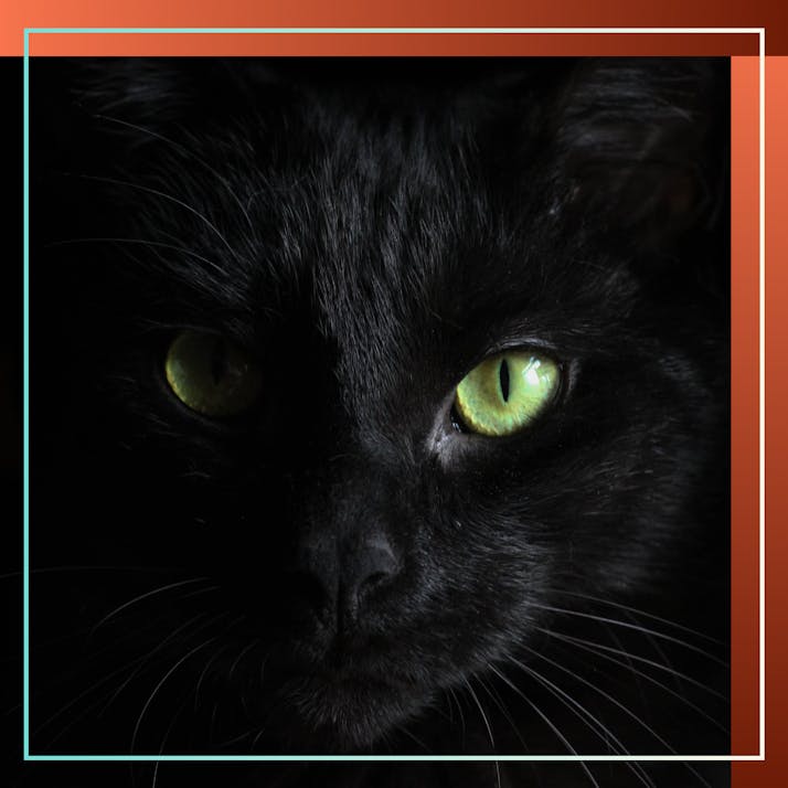 How My Cat Taught Me to Respect Boundaries