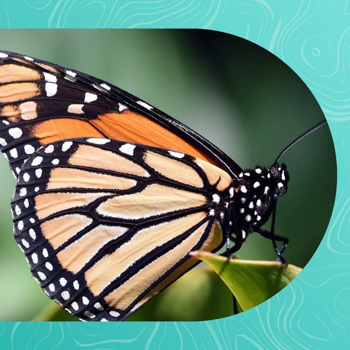 Monarch Butterfly Population Dwindles, But I Remain Optimistic