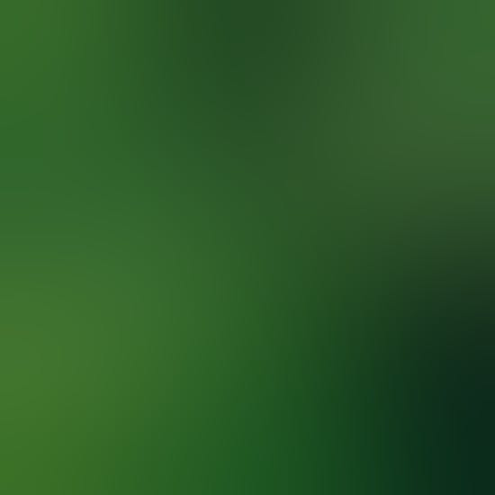 Cannabis leaves