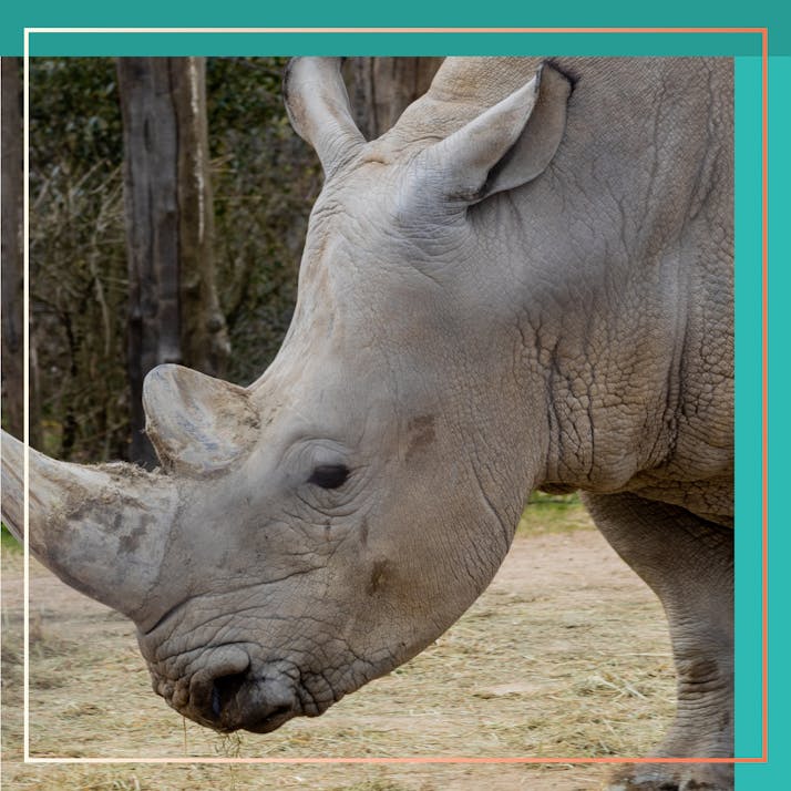 We Must Stop Poachers to Protect Wildlife