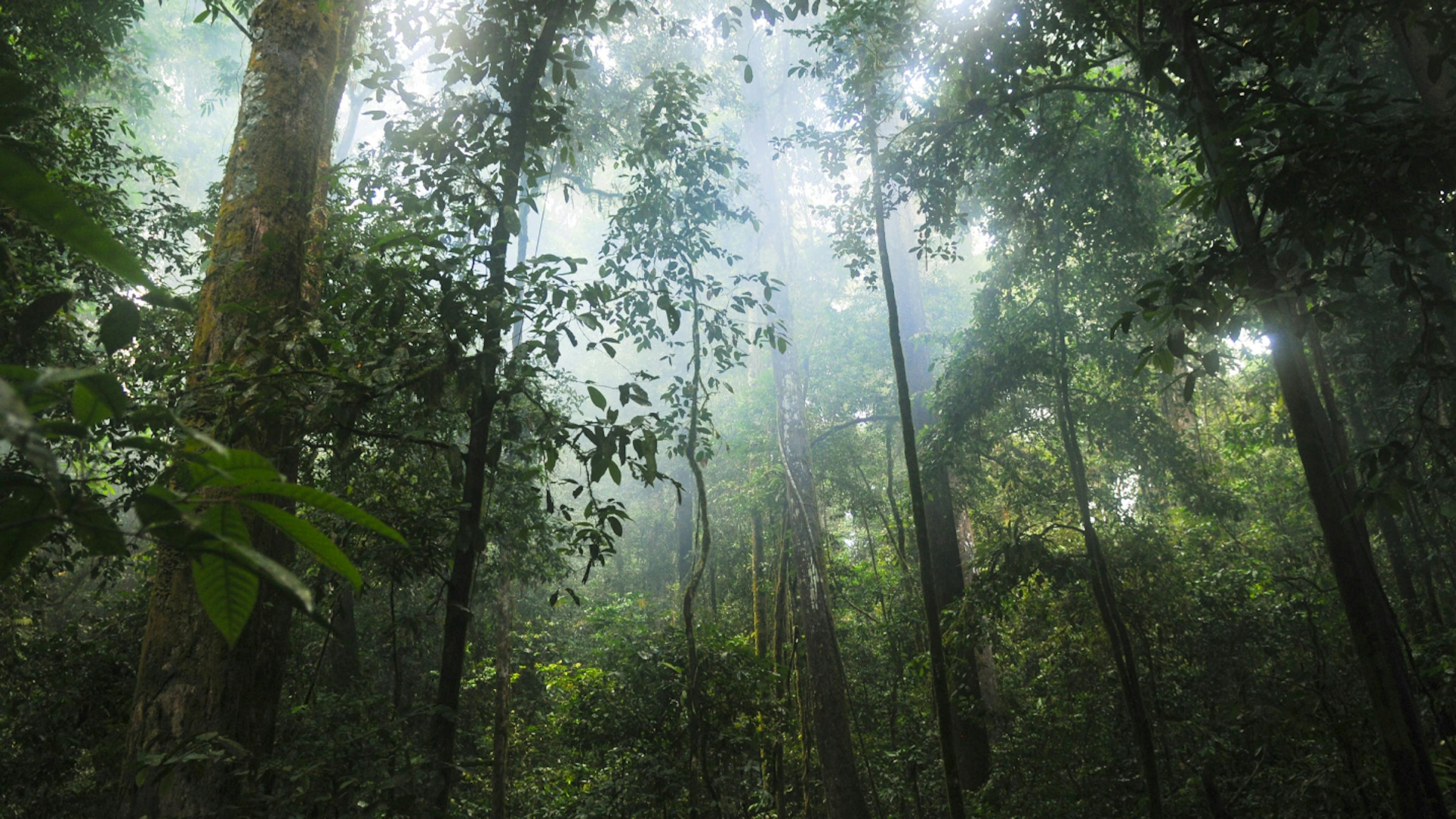 Each tree and plant in the Amazon Rainforest has a unique spirit or personality.