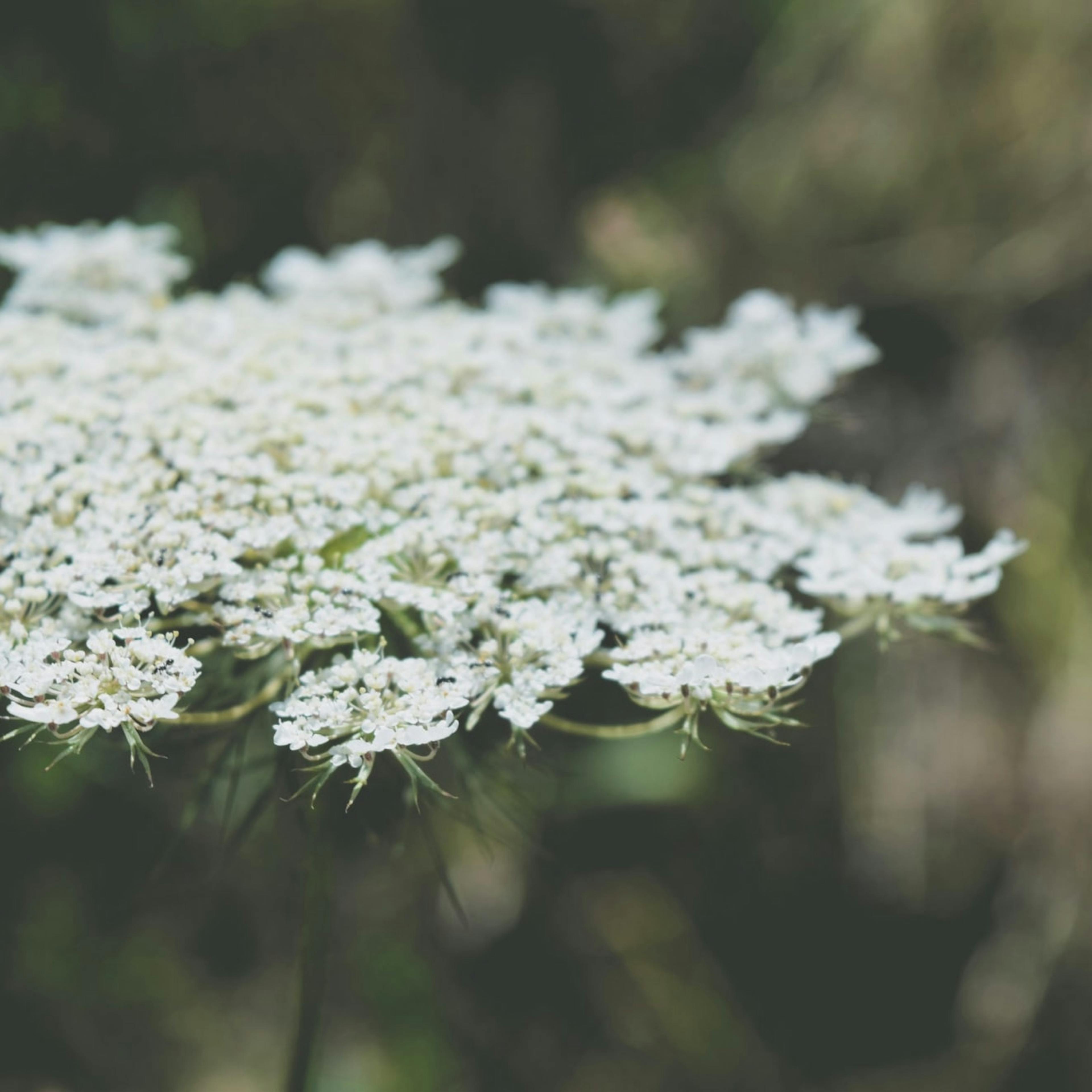 Queen Anne's Lace is an ancient herbal remedy for unwanted pregnancy.