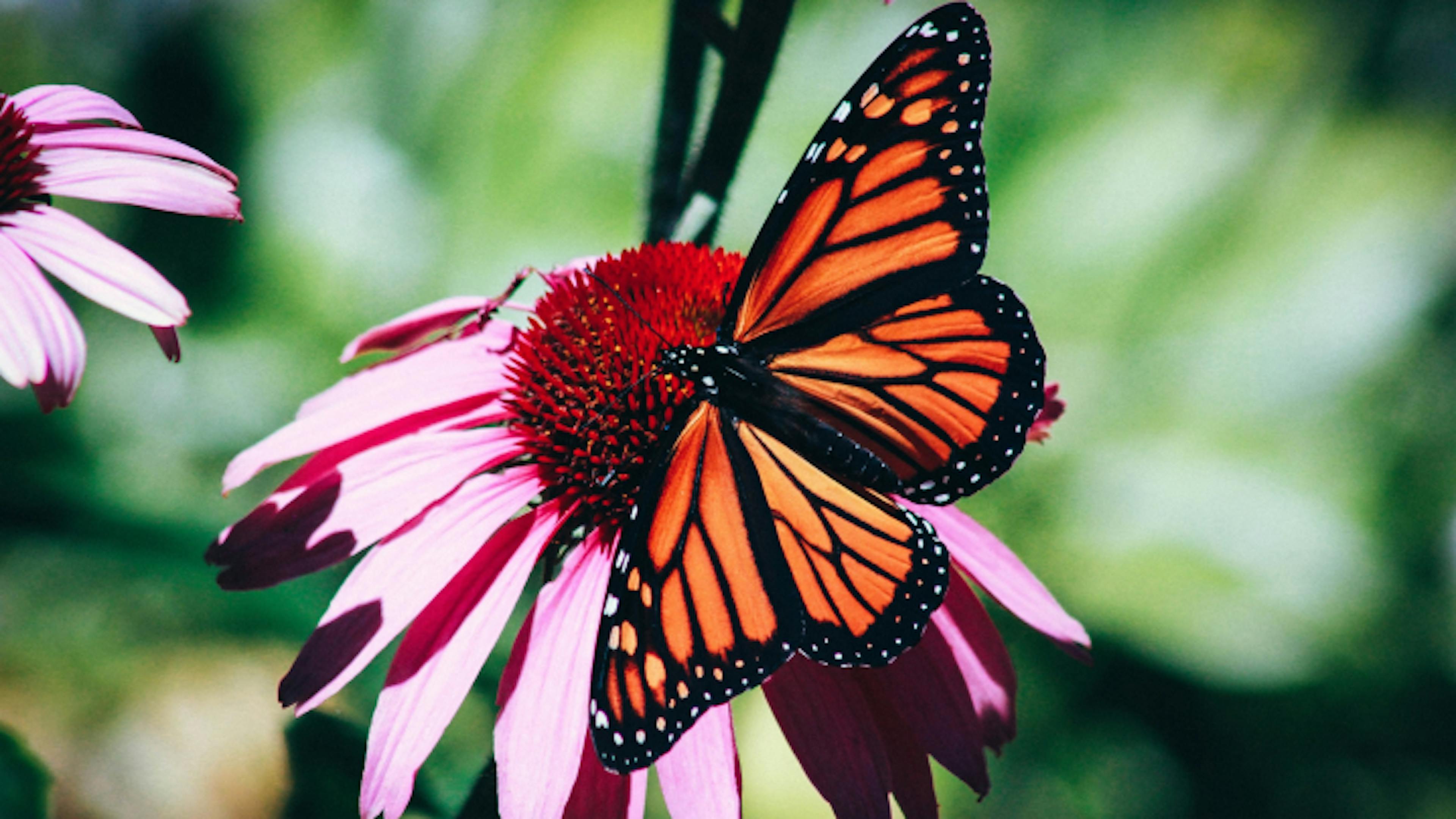 Monarch butterflies are beautiful and essential.