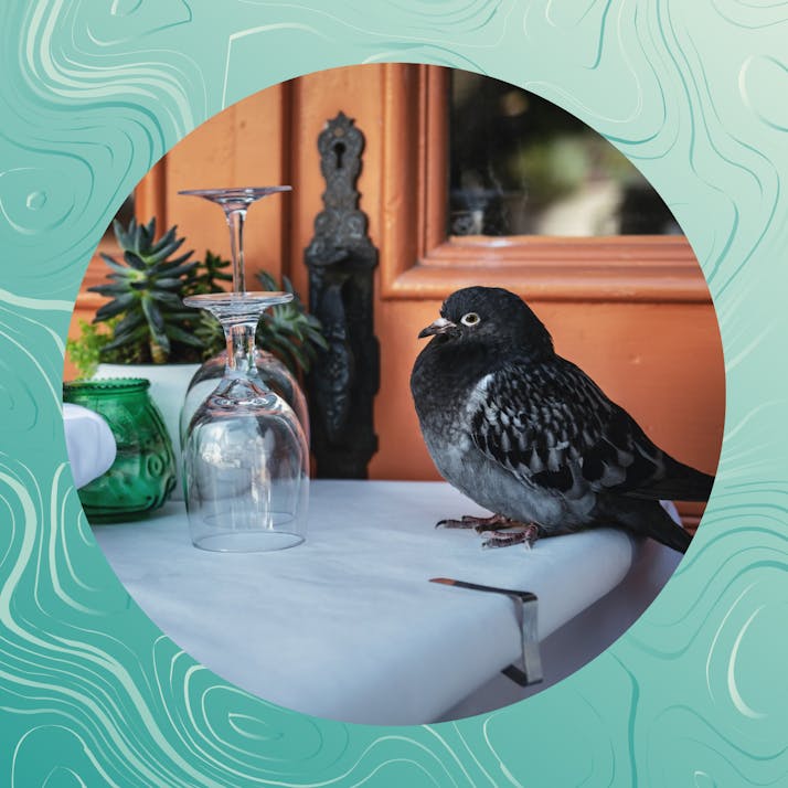 How Eating Pigeons Reduced My Food Carbon Footprint