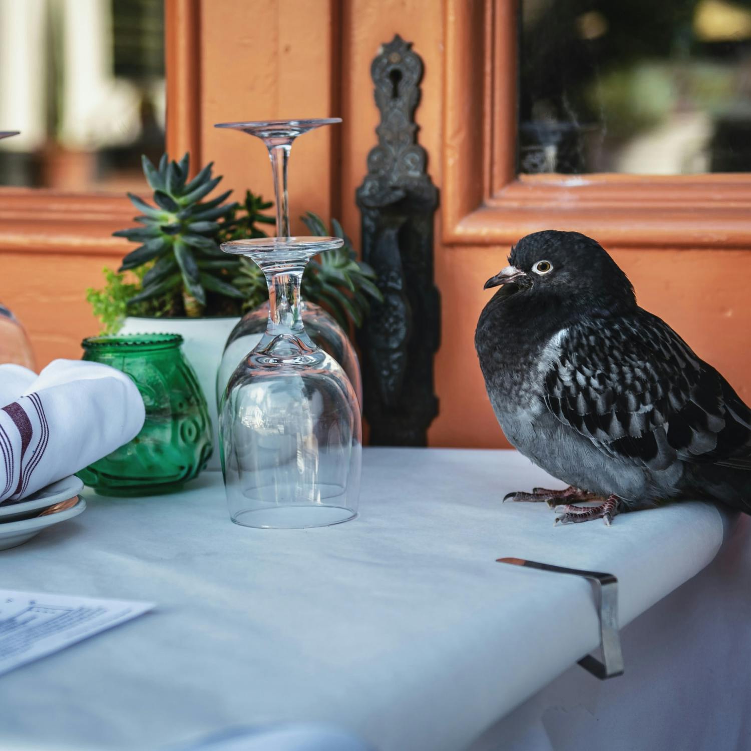 How Eating Pigeons Reduced My Food Carbon Footprint