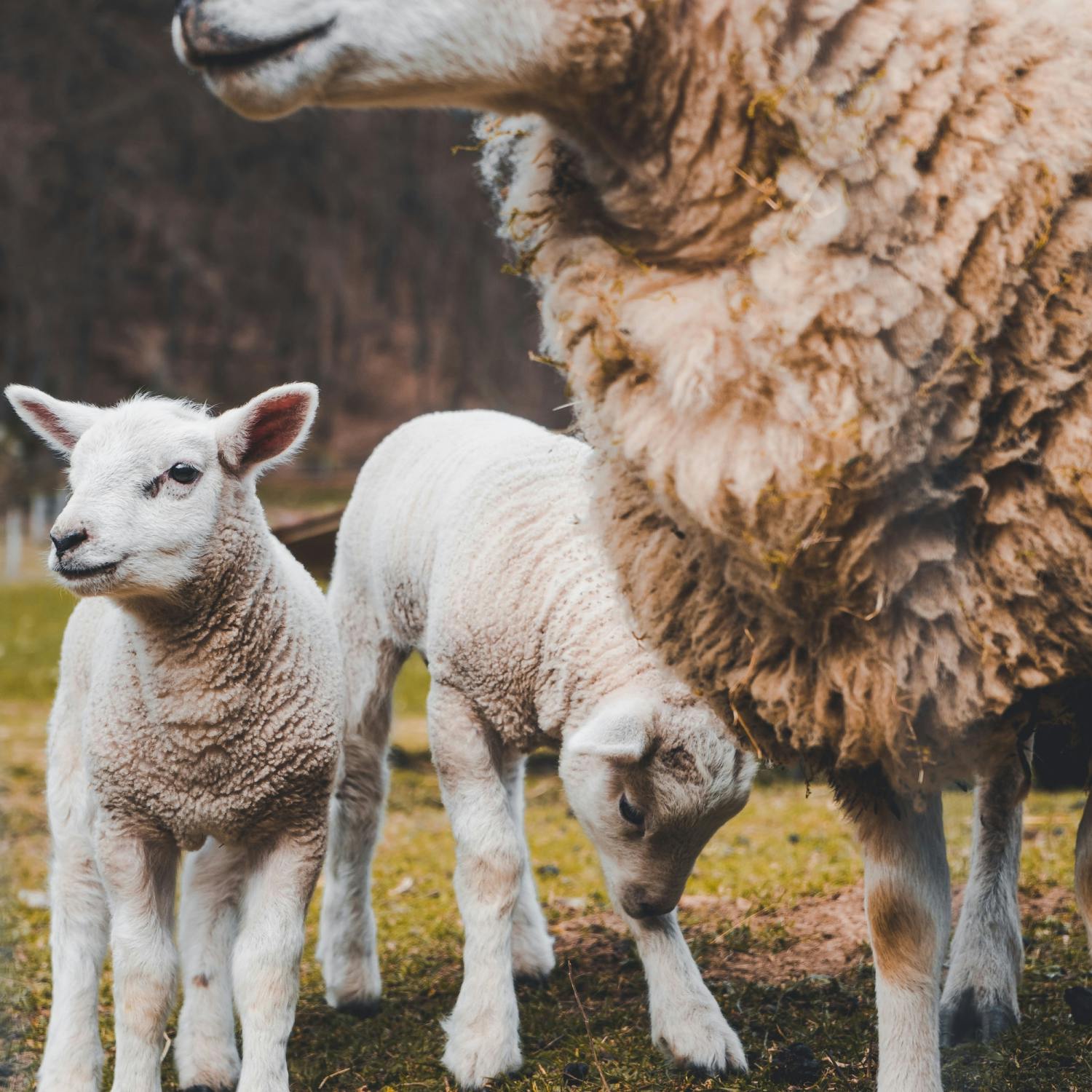Lambs graze