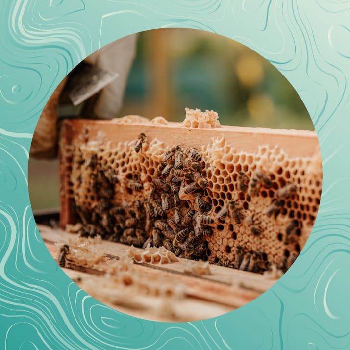 Urban Gleaning: The Backbone of my Beekeeping Business
