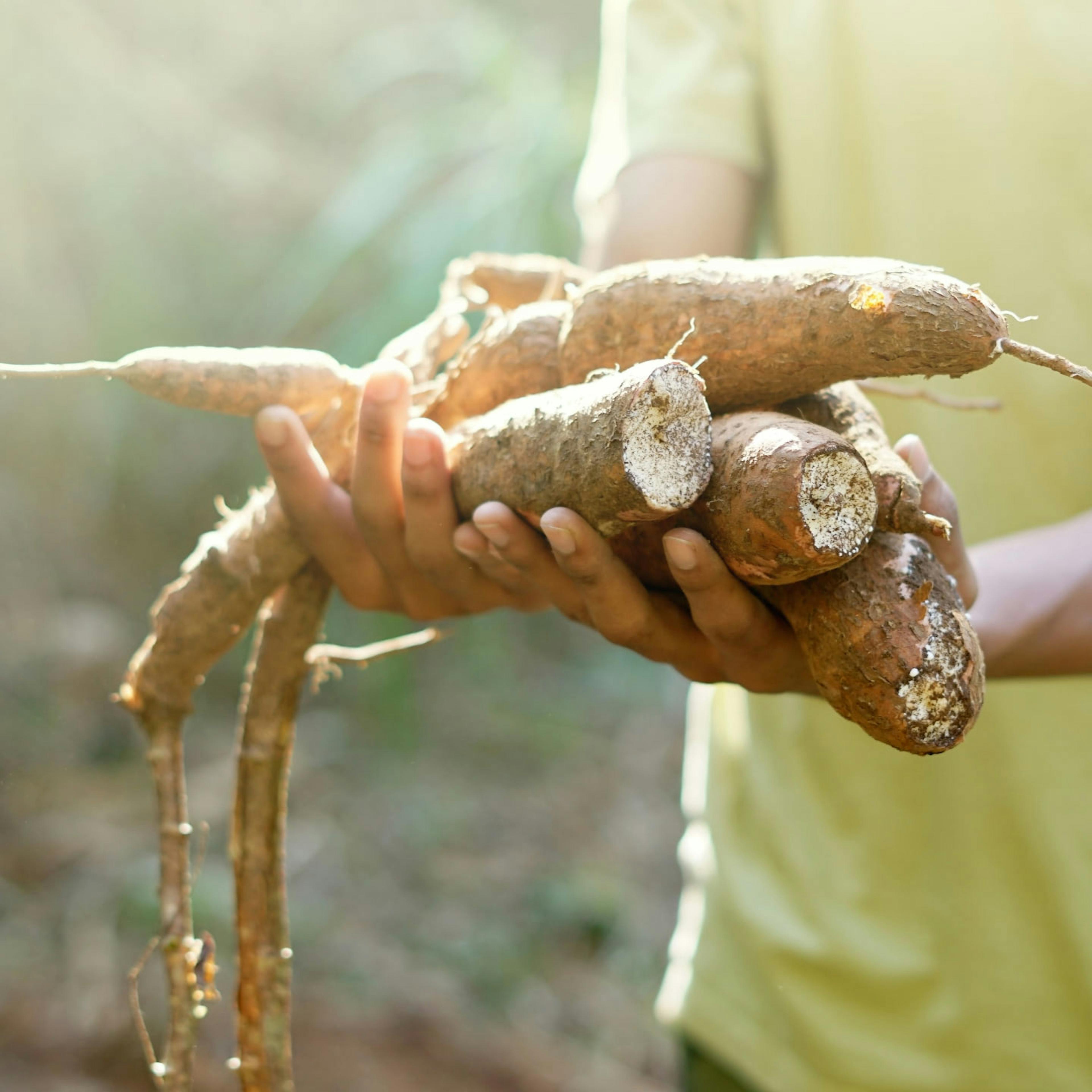 Cassava Life: Guzzling the Saliva-Fermented Drink of the Amazon