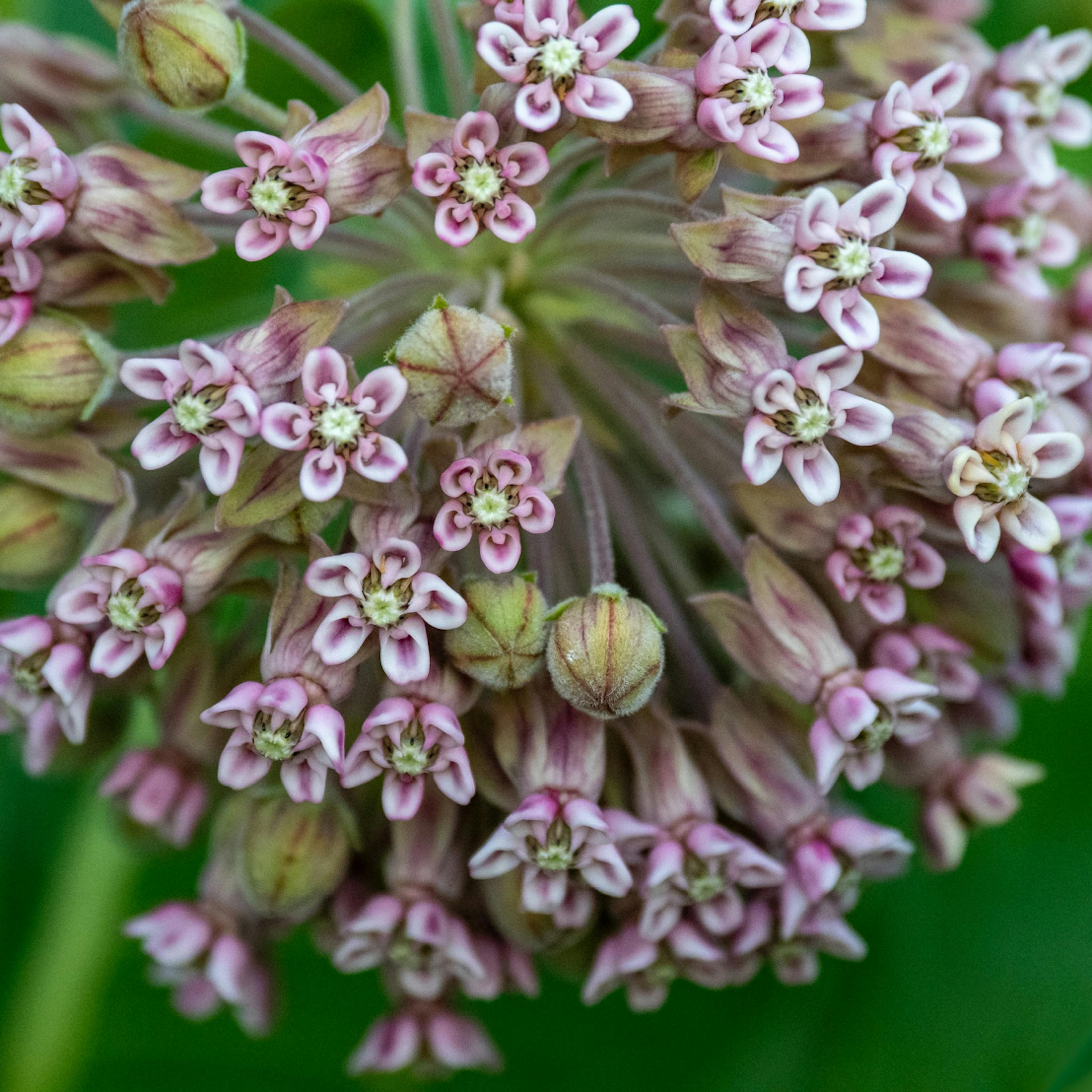Milkweed is necessary for Monarchs' survival, but the plant is disappearing.