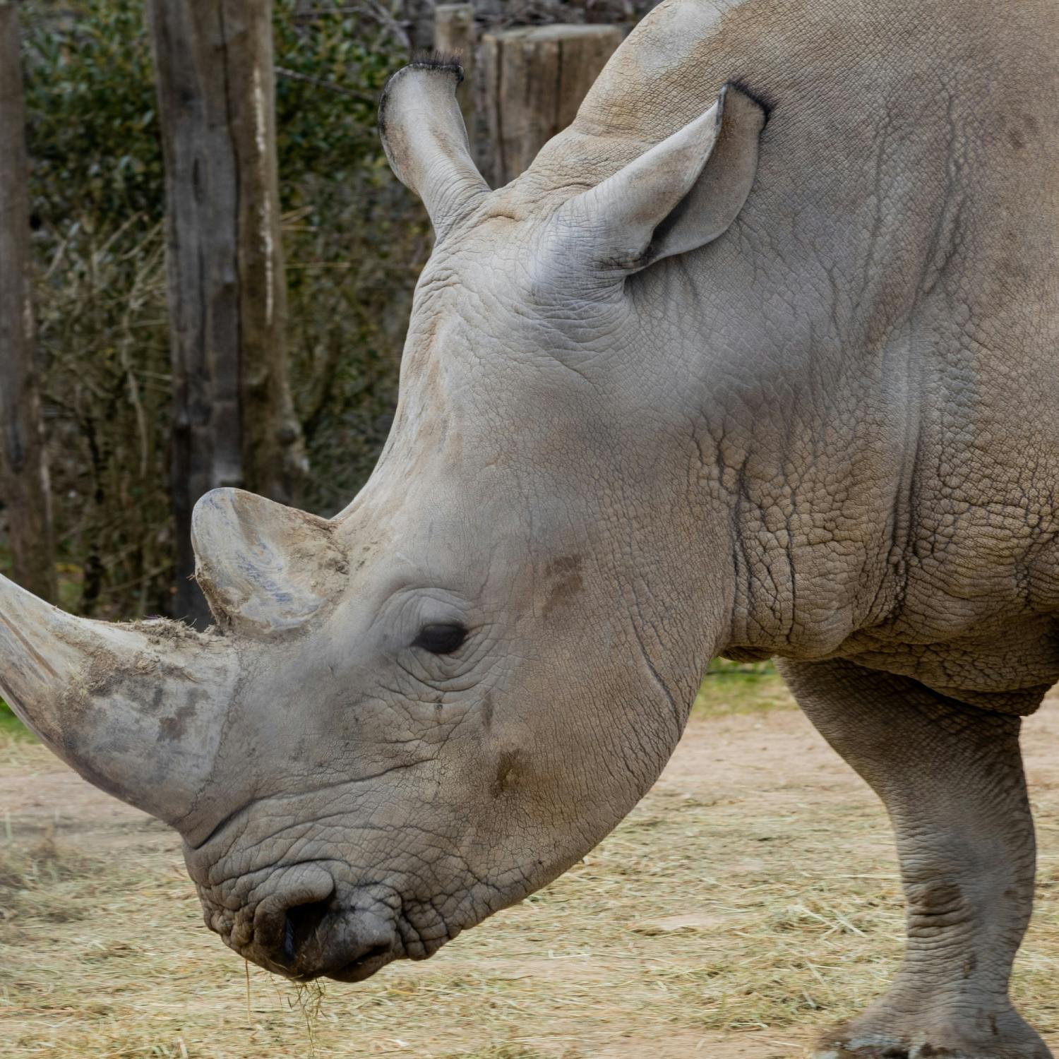 A rhinoceros grazes