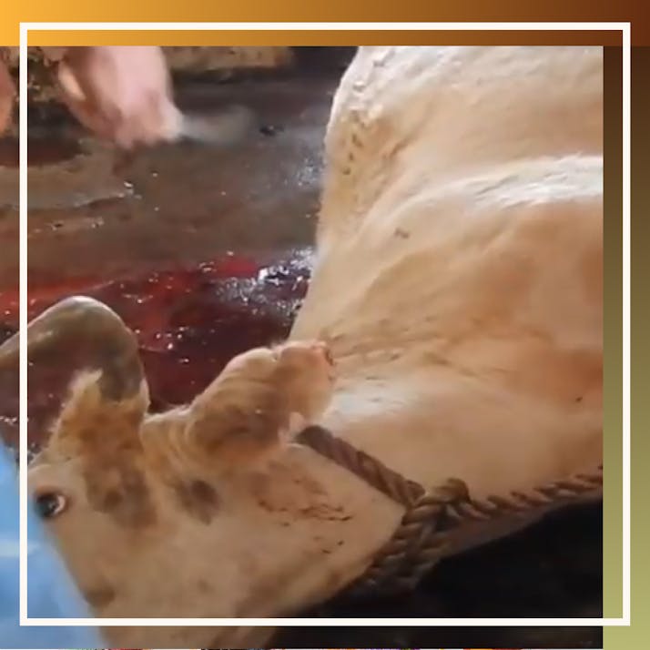 I Worked Undercover Inside a Slaughterhouse