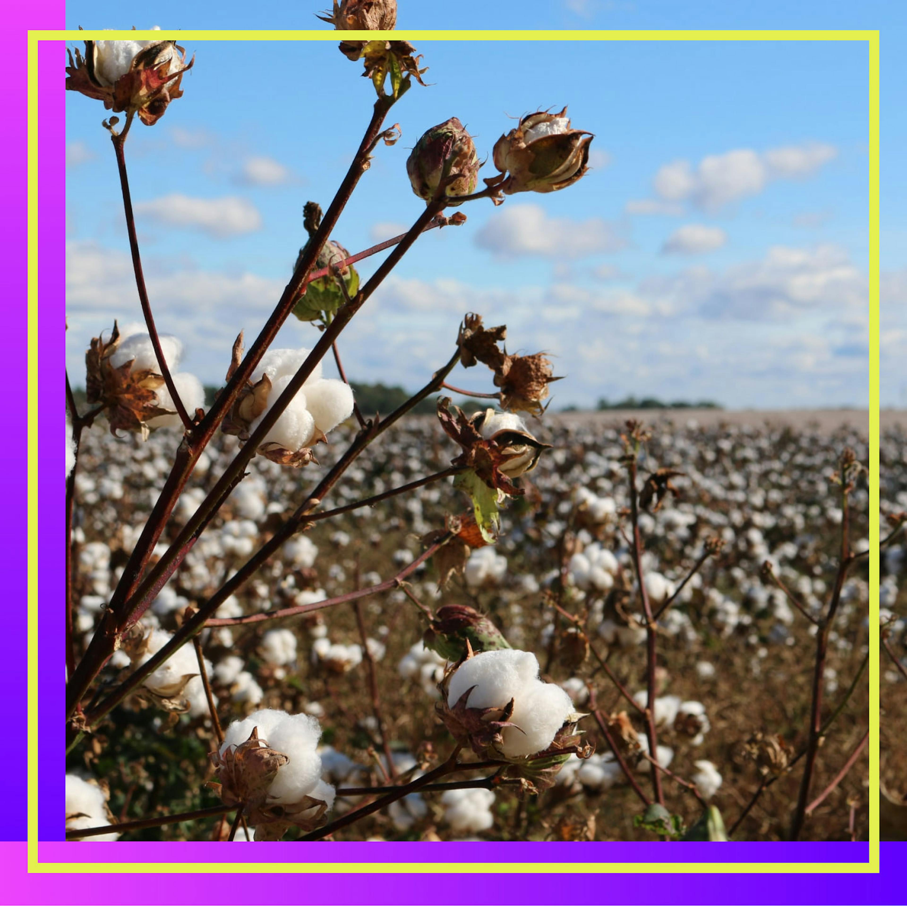 Cotton Is Stained by Slavery’s Legacy—So I Threw Out My Cotton Clothes 