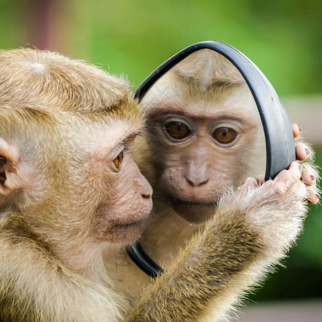 A monkey looks at their reflection in a mirror.