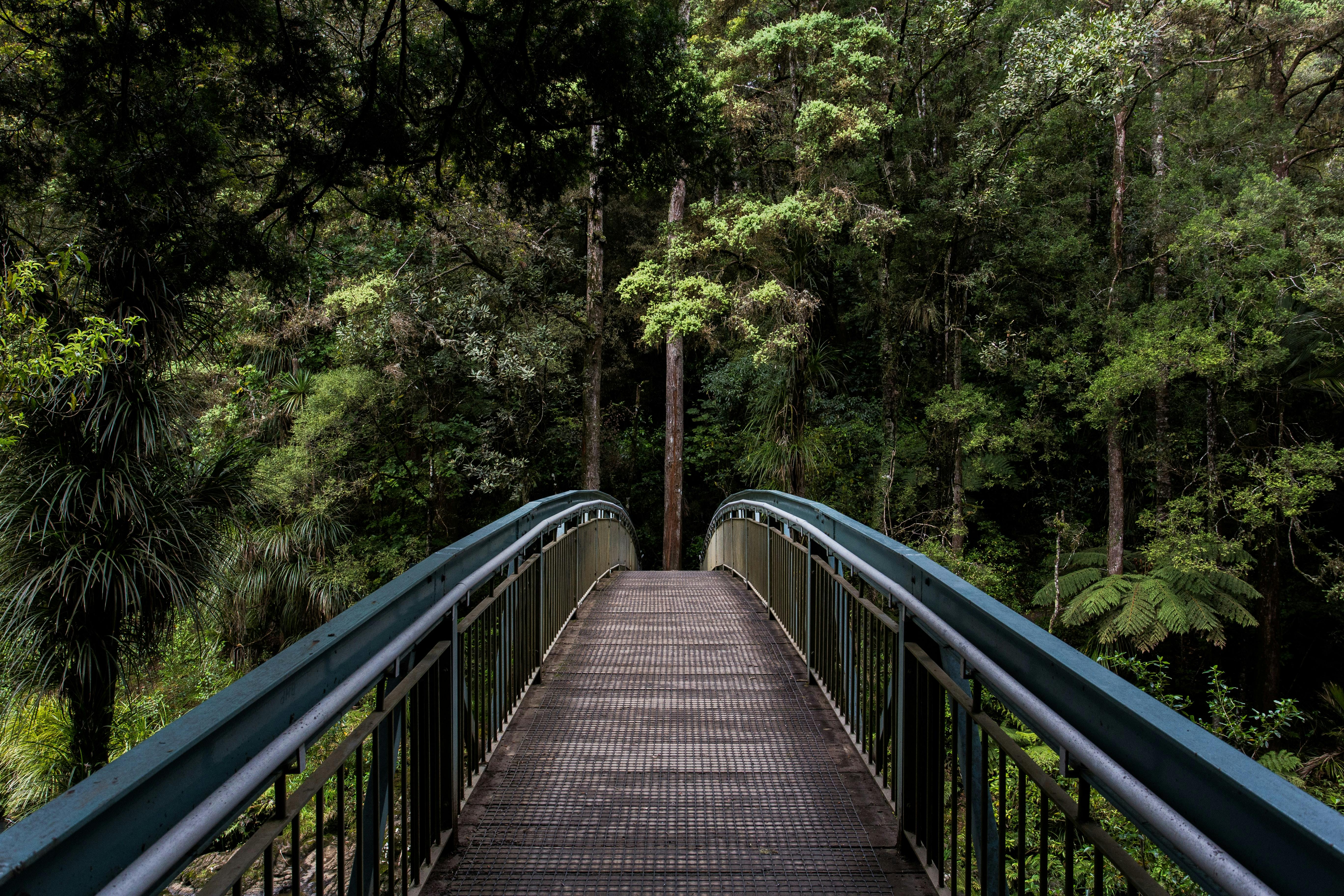 Bridge and a forest