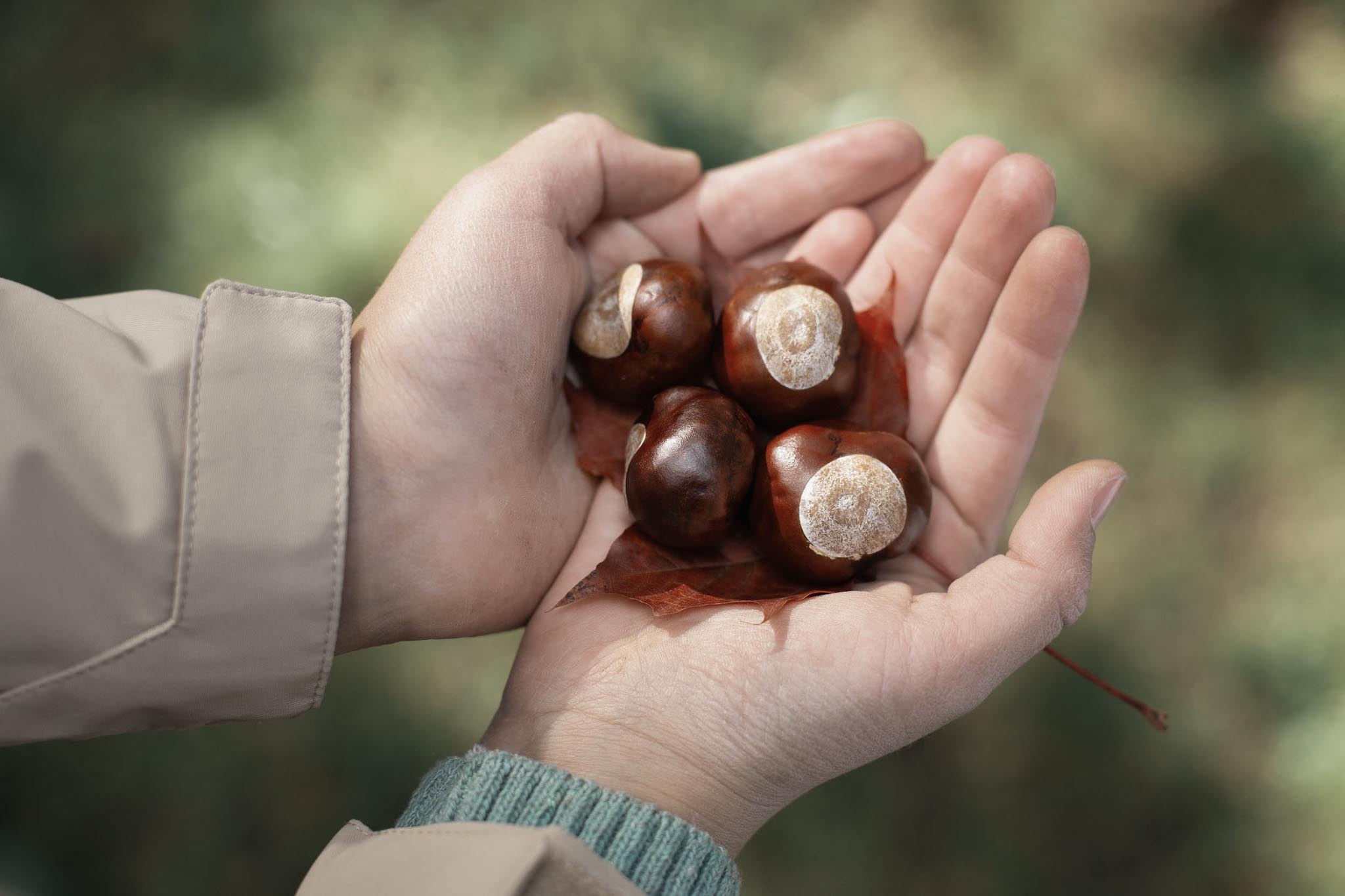 Girl holding out her hands filled with chestnuts.