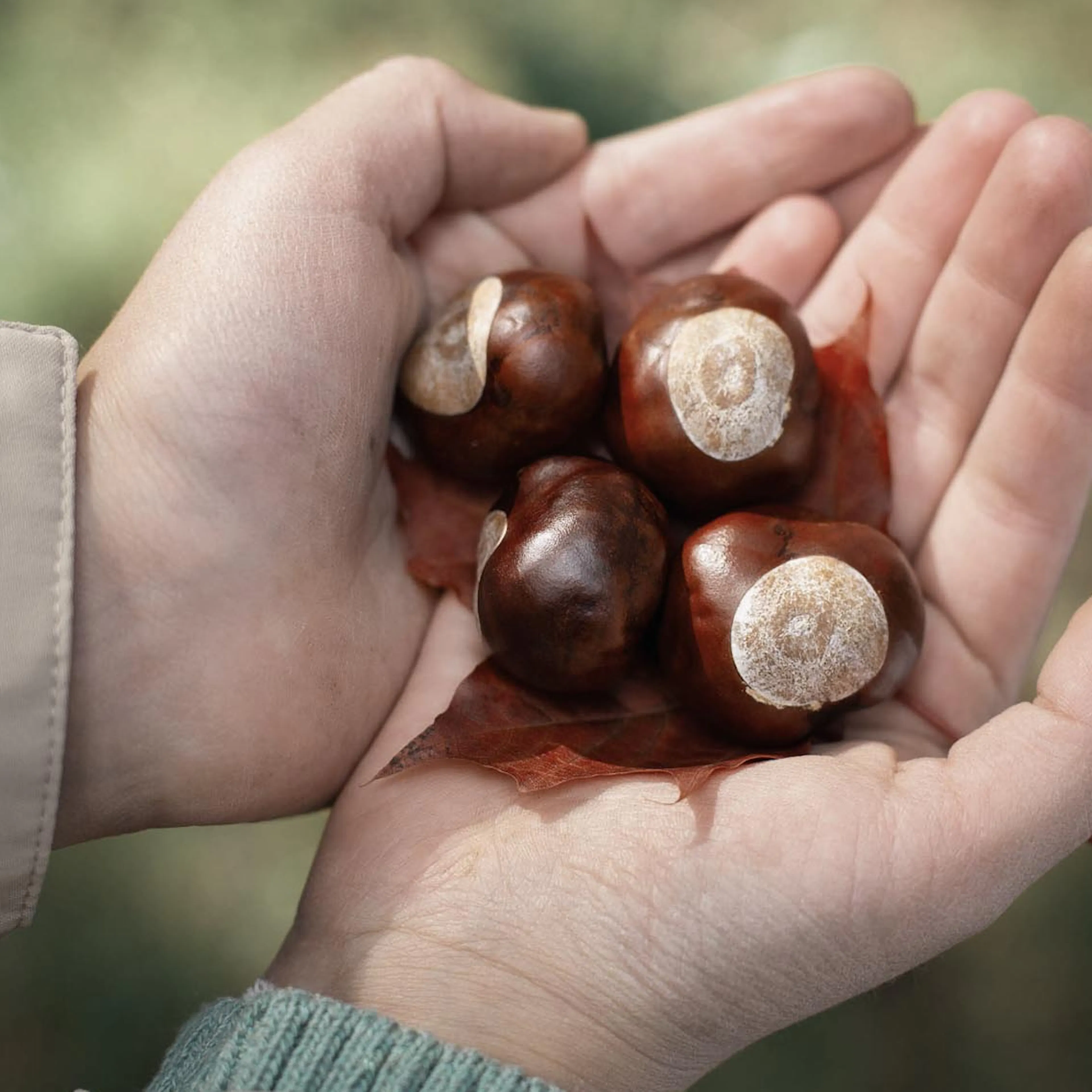 Girl holding out her hands filled with chestnuts.