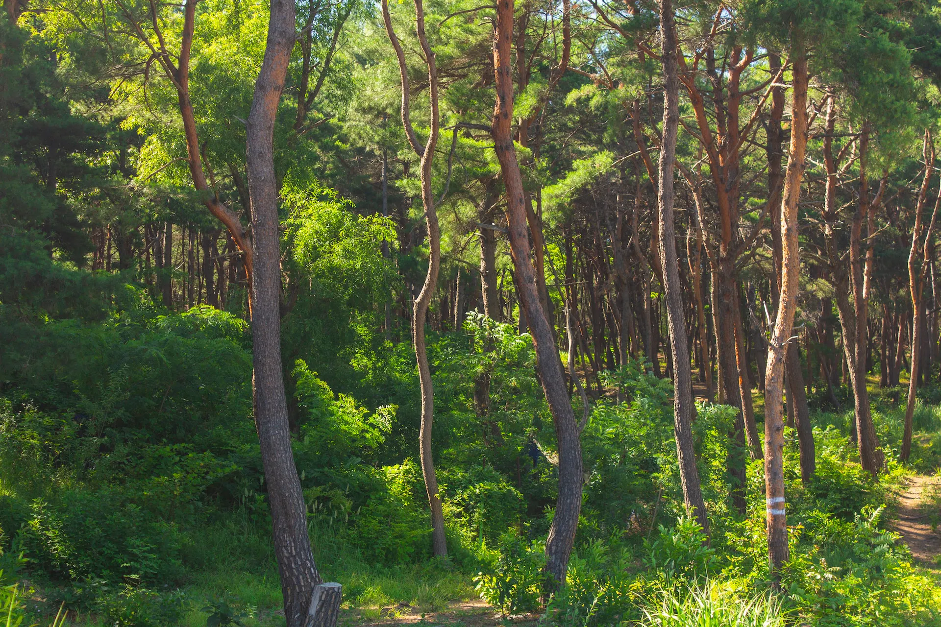 Forest