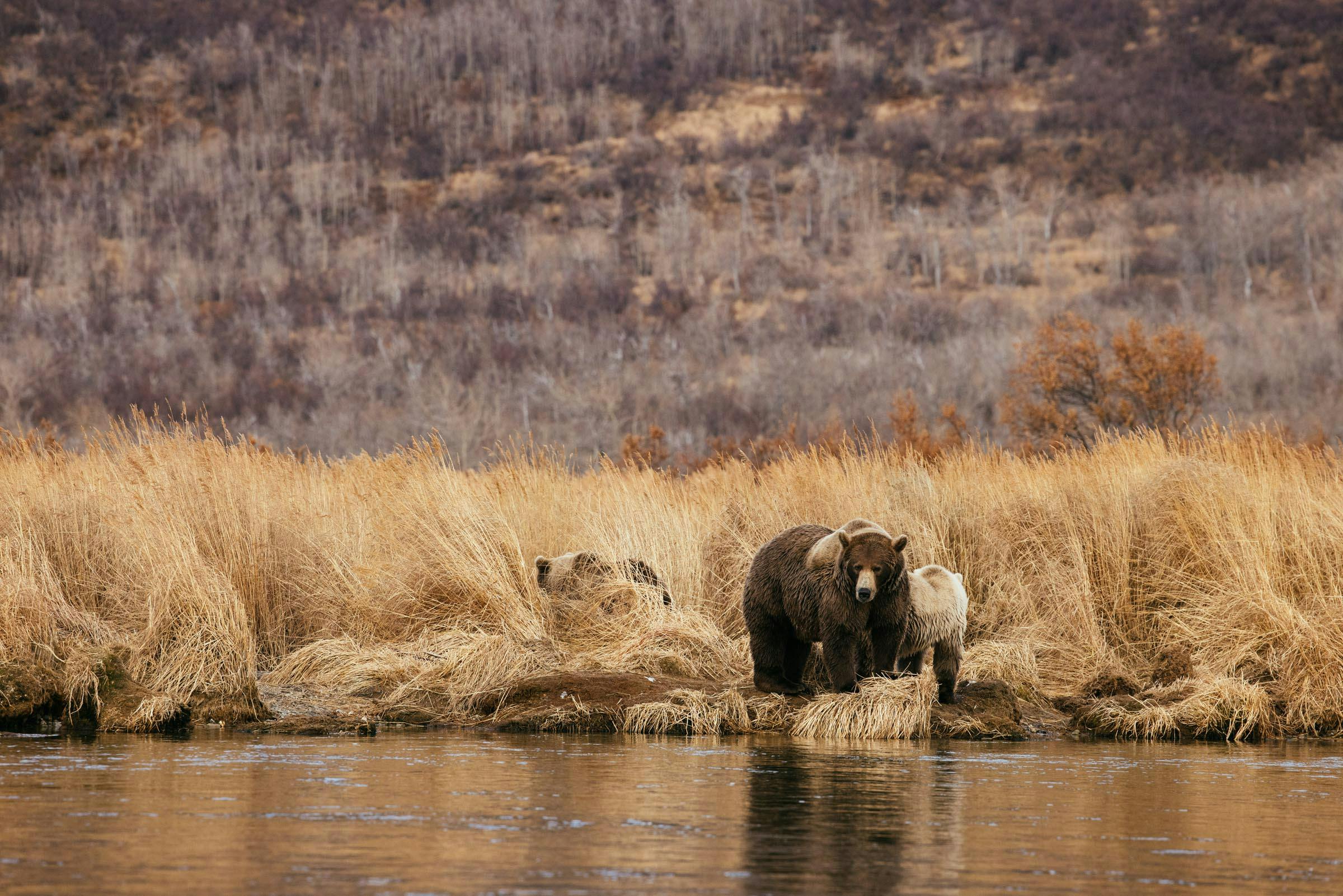 The Bears of Alaska's Katmai National Park: A Photo Gallery – Sami J.  Godlove Photography and Travel, image size:2400x1601