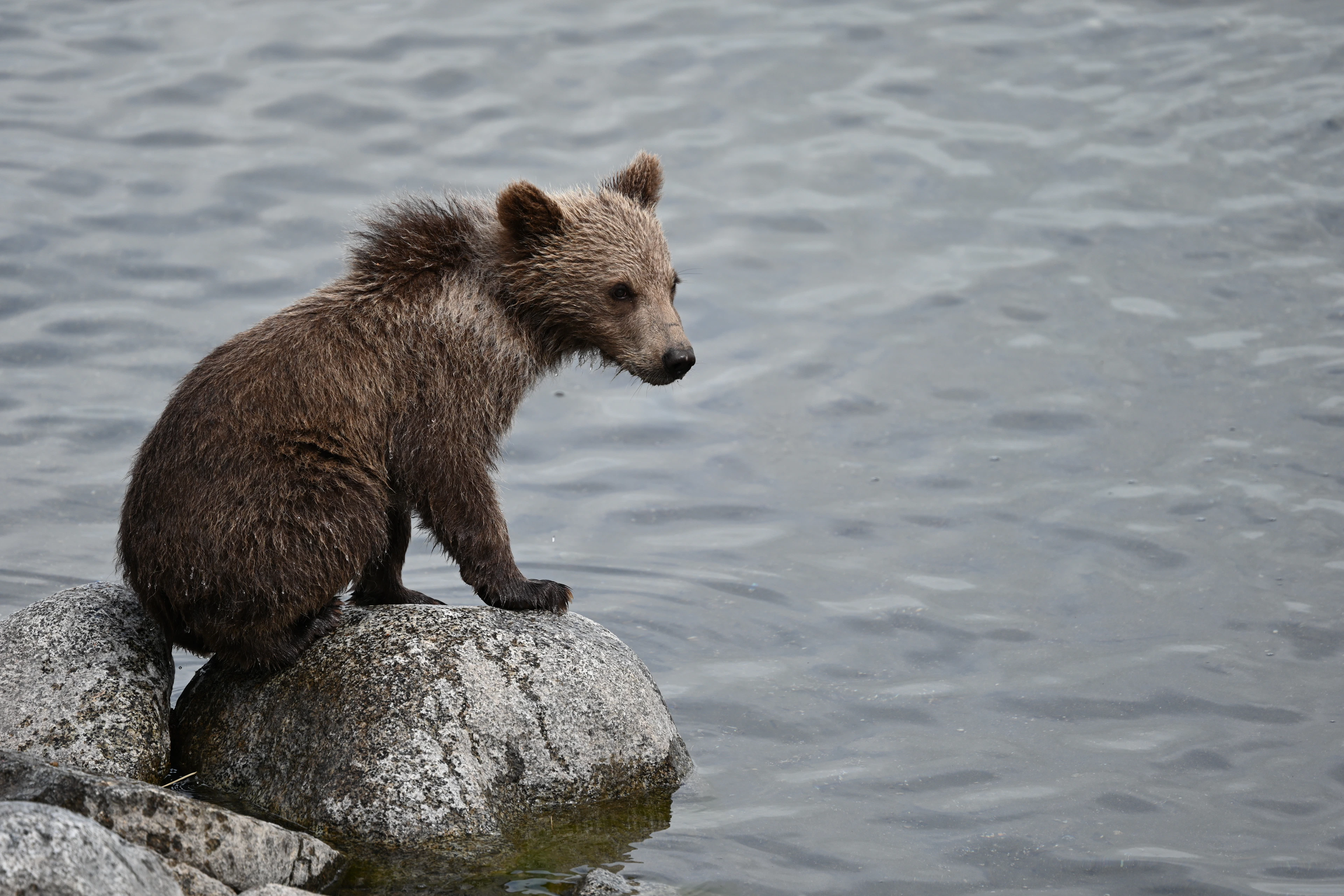 Bear viewing at The Lodge at 58 North in July