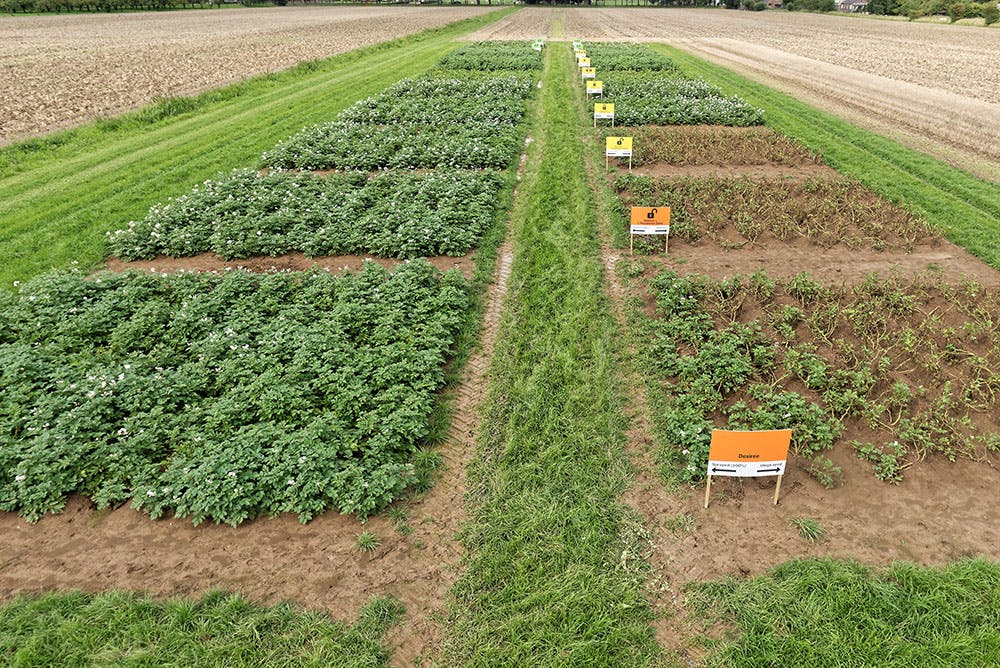 Crops in field