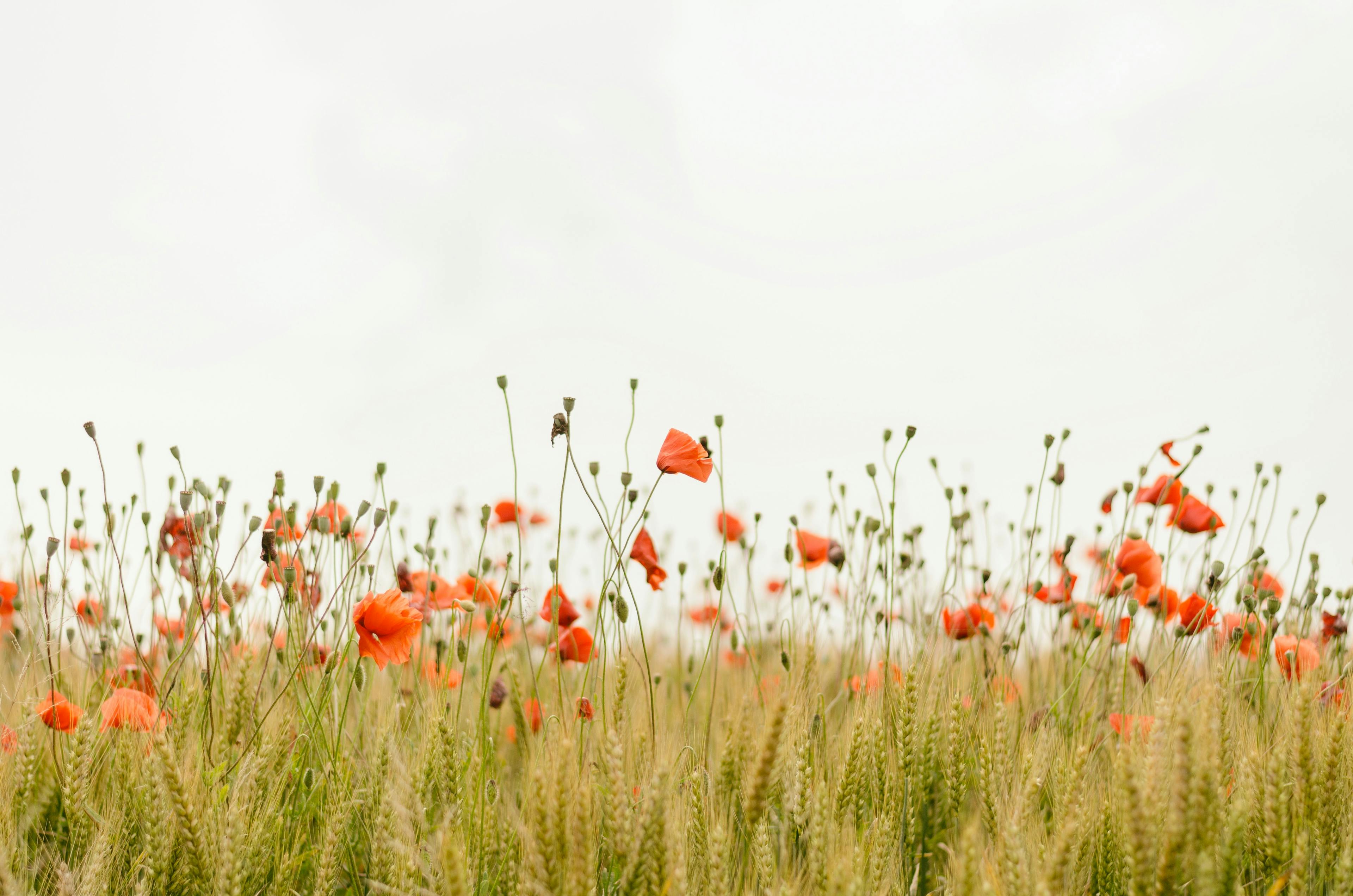Biodiversity - field with flowers and insects