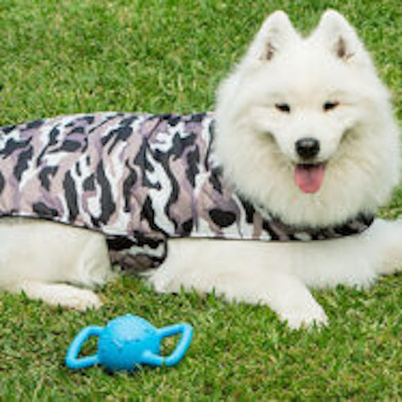 How To Choose The Right Coat For Your Dog The Reject Shop How To Choose The Right Coat For Your Dog The Reject Shop