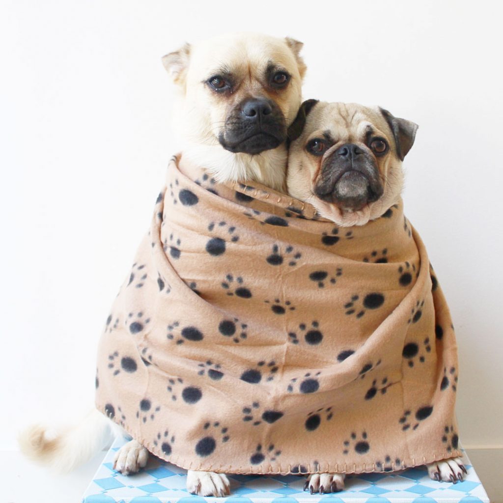 dog jackets reject shop