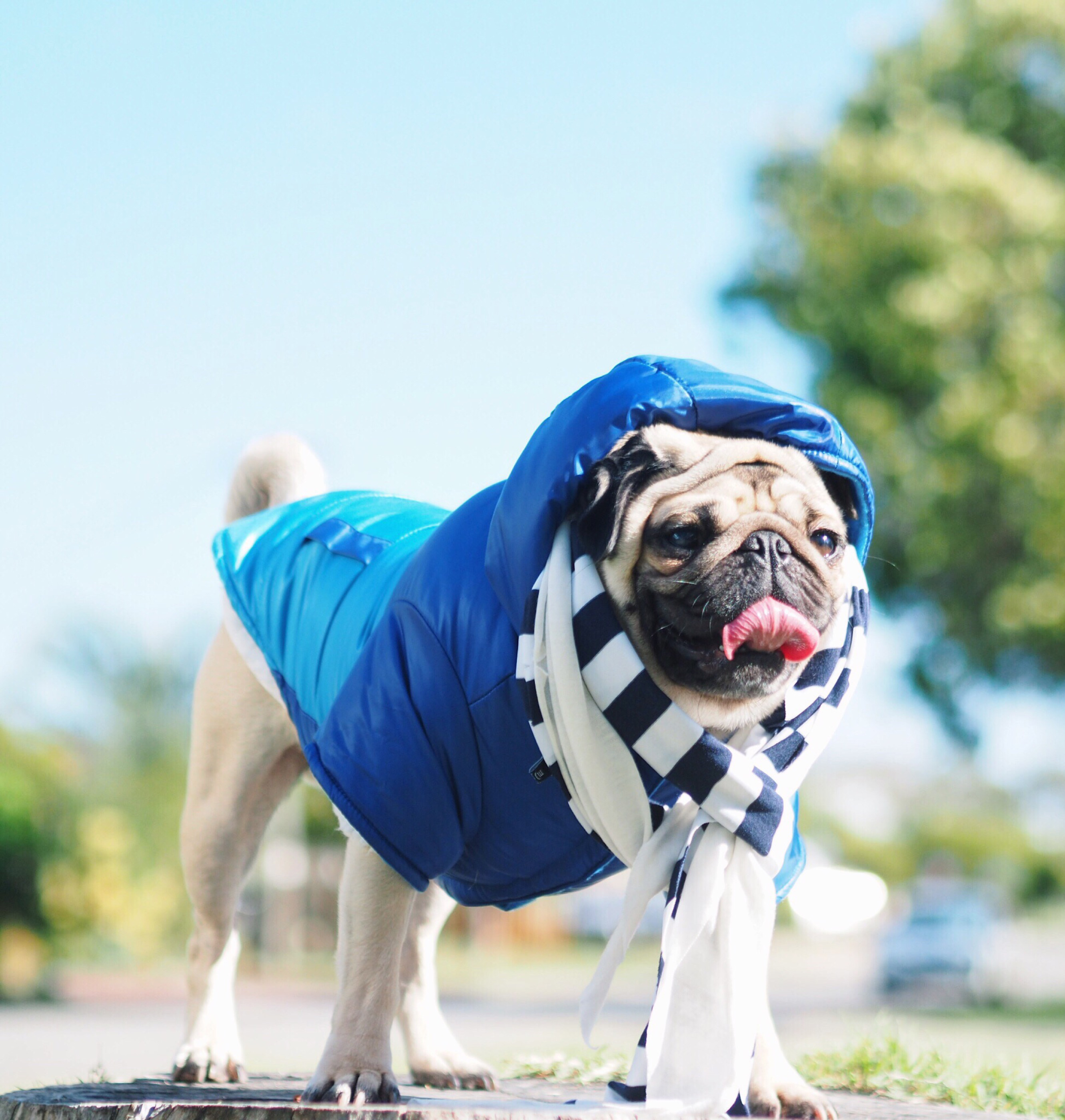 dog jackets reject shop