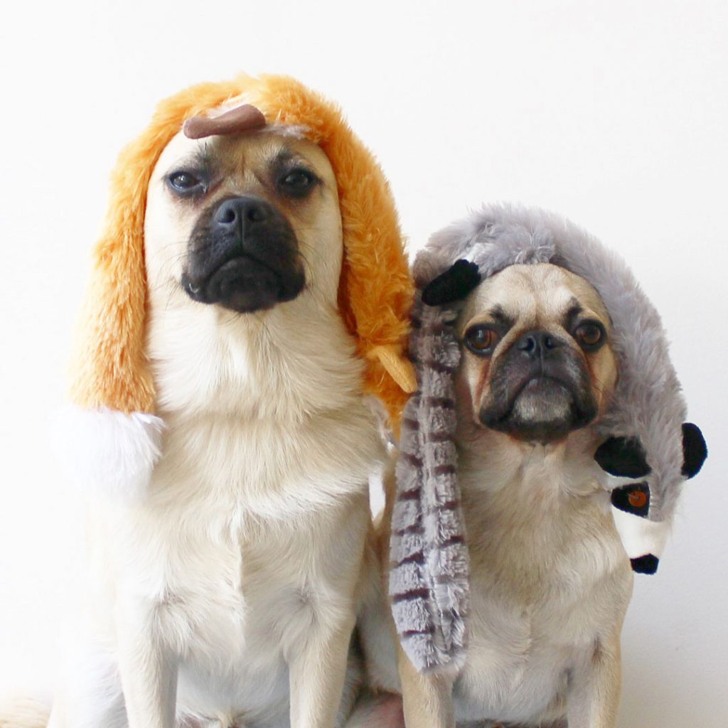 dog jackets reject shop