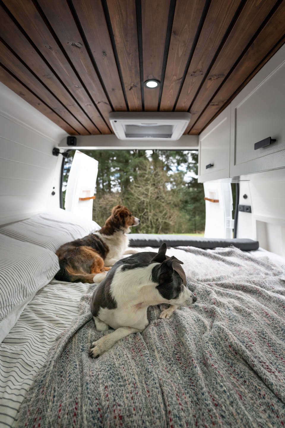 Vanlife with dogs