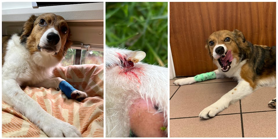 Dog Grooming and Healthcare