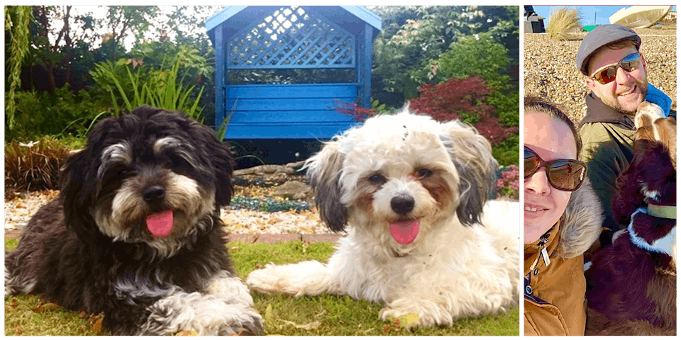 Truly Living Travel Dogs