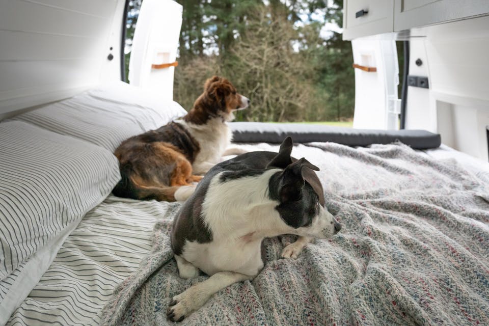 Living in a van with dogs