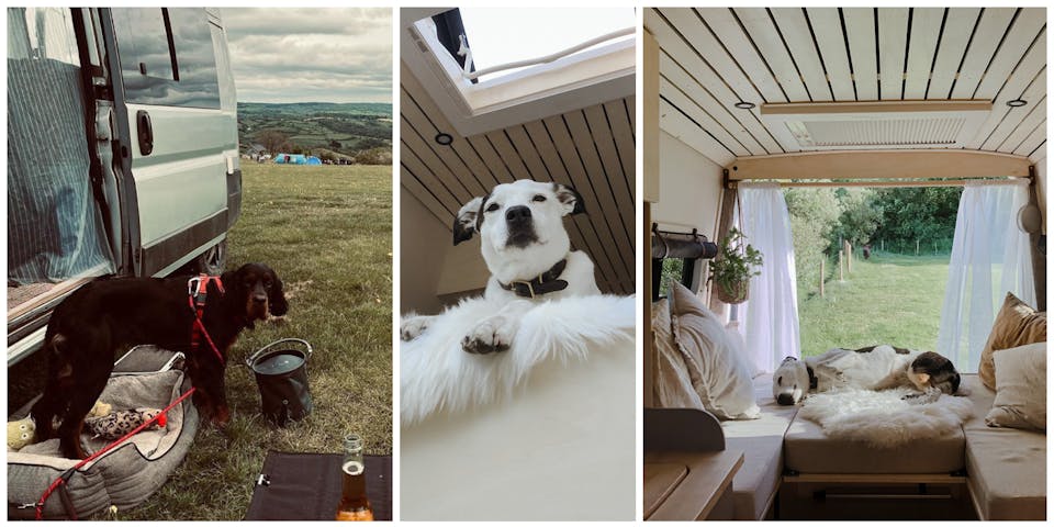 Living Vanlife with Dogs