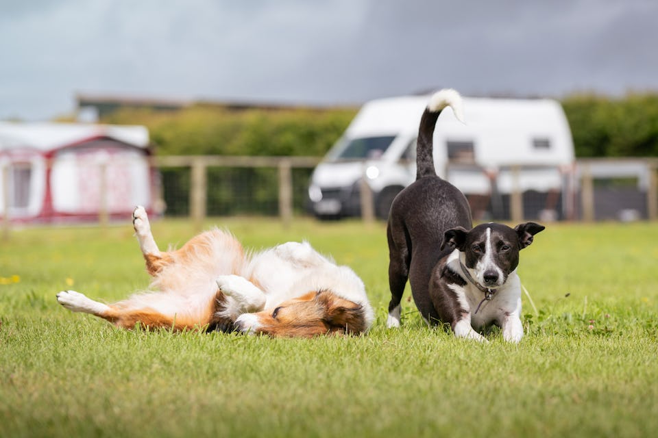 Dog Friendly Campsite