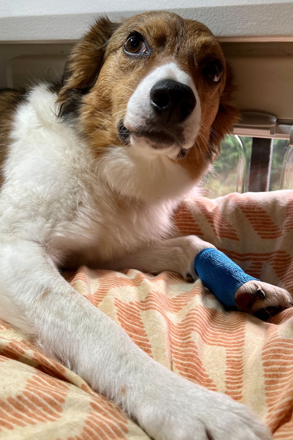 Vanlife with a dog