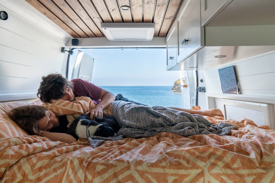 Travelling with dogs
