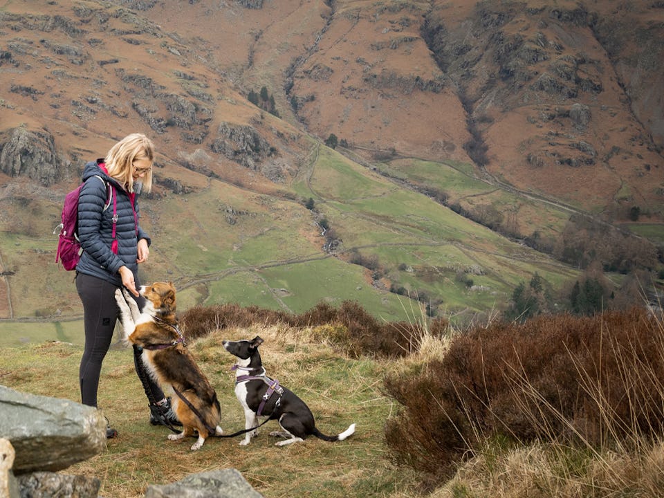 Living in a van with dogs