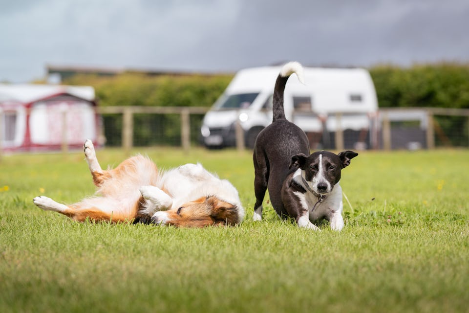 Dog Friendly CL