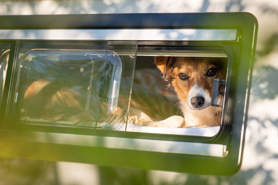 Keeping dogs cool in a van