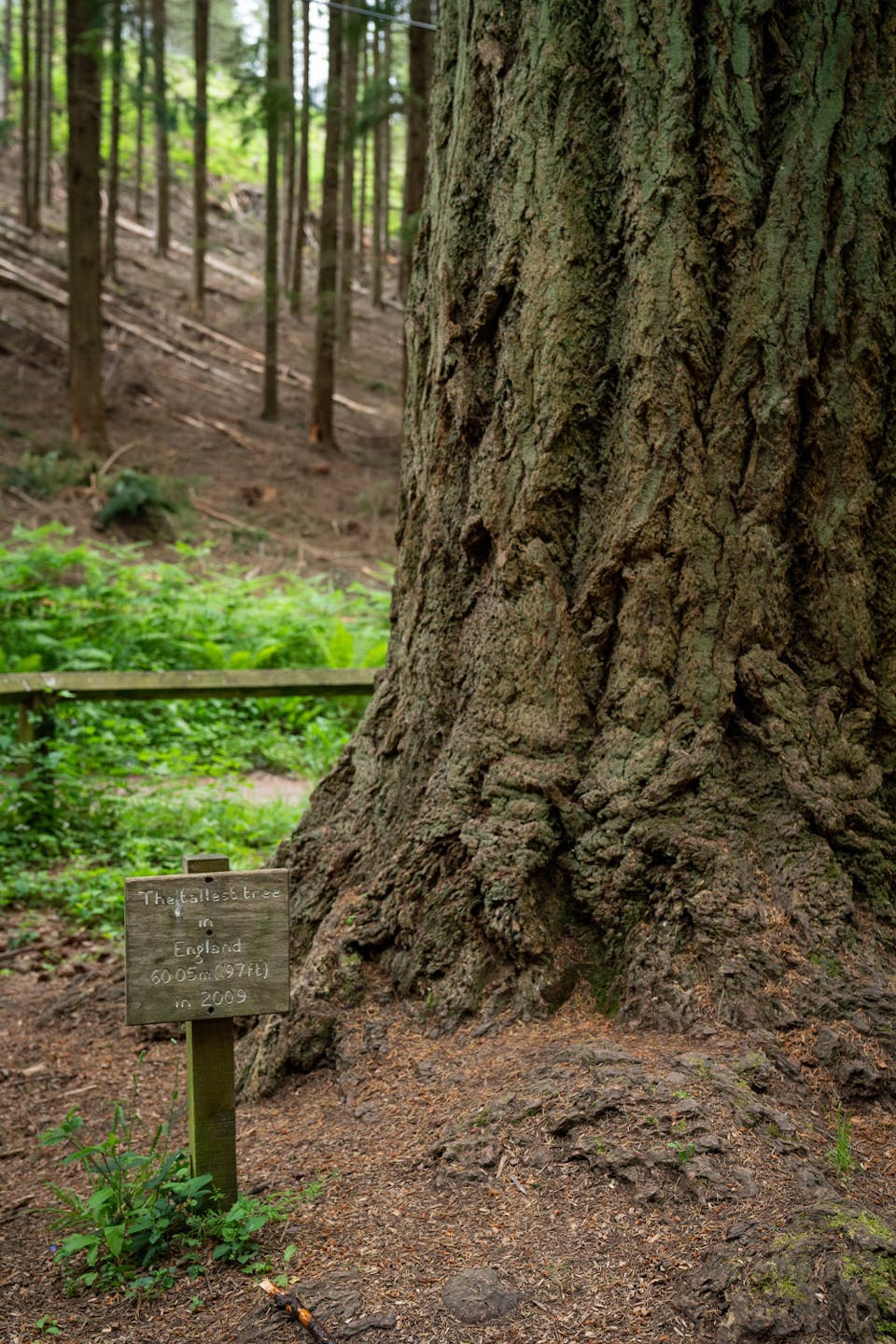 Nutcombe Bottom Tall Trees Trail Exmoor