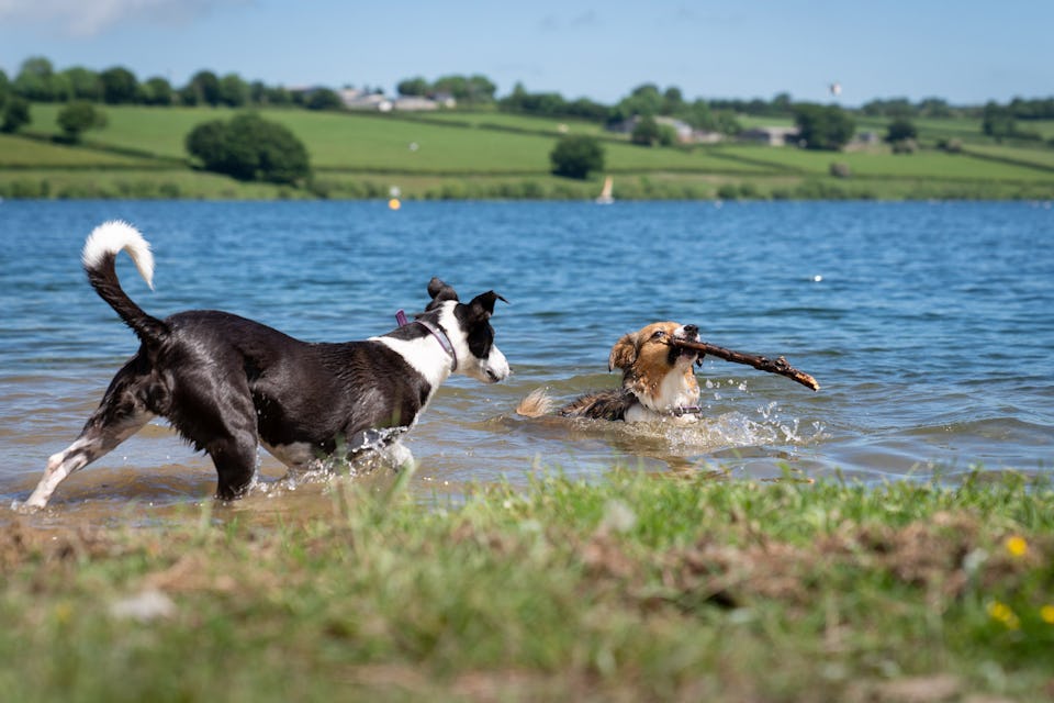Keeping dogs cold in summer