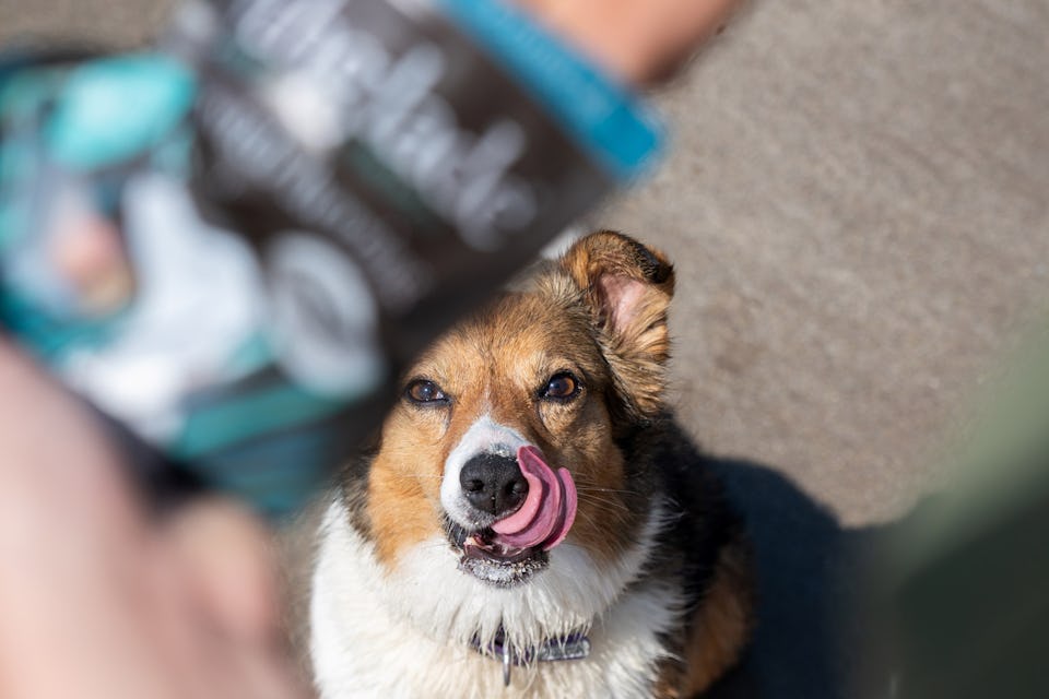 Forthglade dog treats